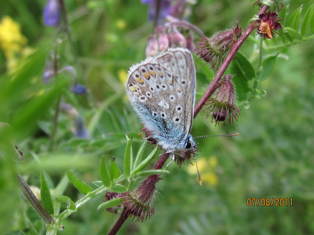 Small Common Blue